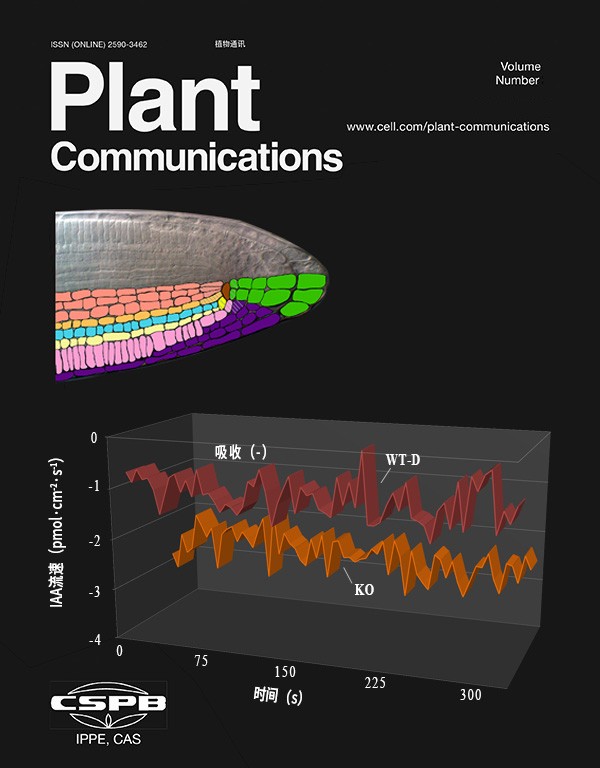 NMT監(jiān)測IAA流動證實(shí)OsHAK5調(diào)節(jié)生長素運(yùn)輸調(diào)控水稻株型