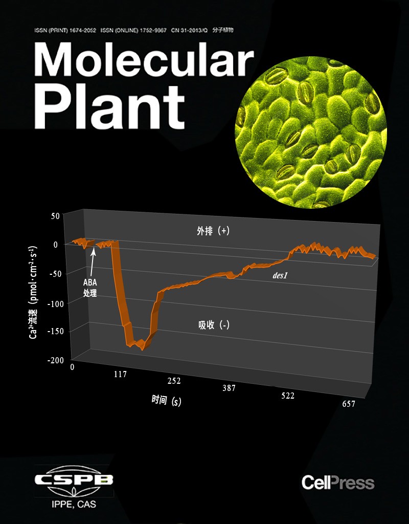 NMT鈣流在H2S調(diào)控ABA信號通路研究中充當(dāng)關(guān)鍵生理證據(jù)