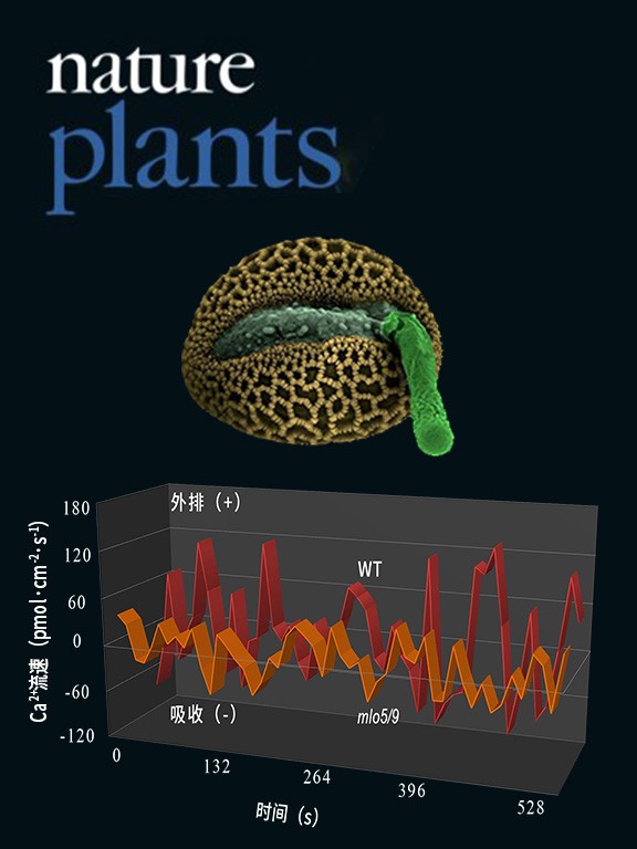 NMT監(jiān)測mlo5/9突變體花粉管鈣吸收異常致無法識別胚珠的擴(kuò)散信號
