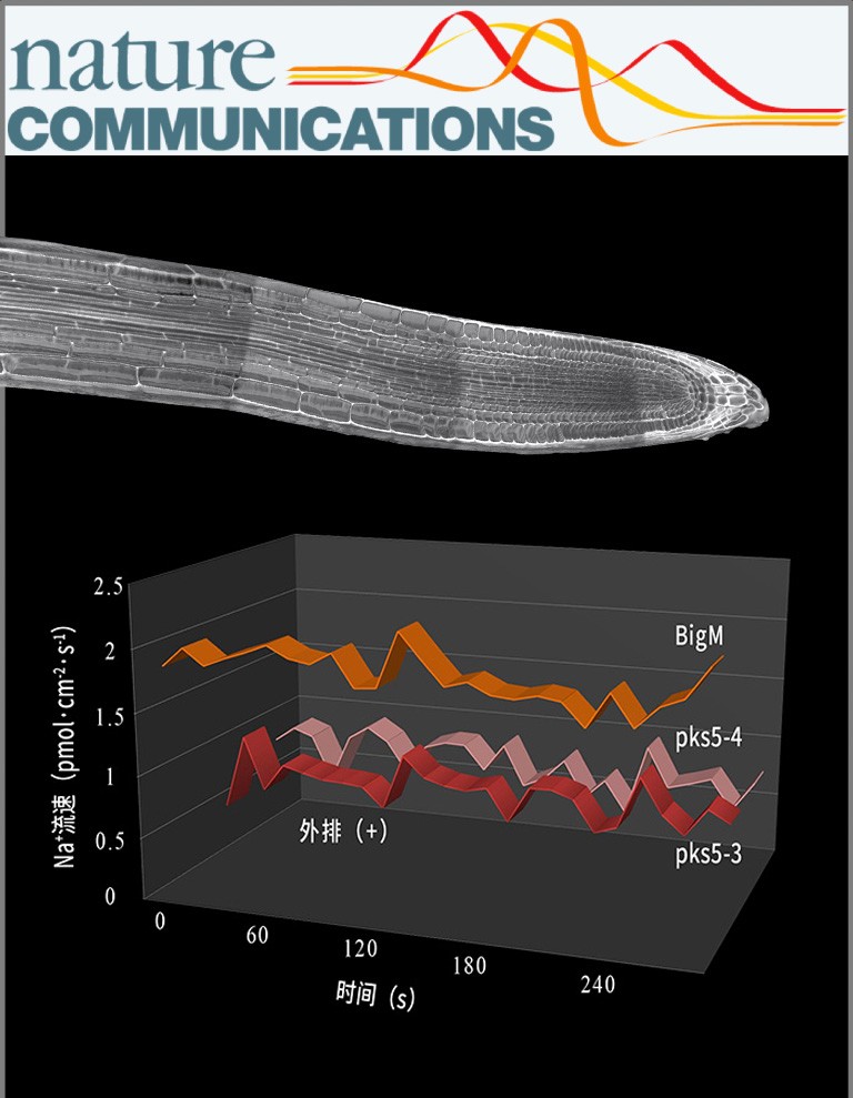 NMT為鈣激活的14-3-3蛋白作為耐鹽分子開關(guān)提供直接證據(jù)