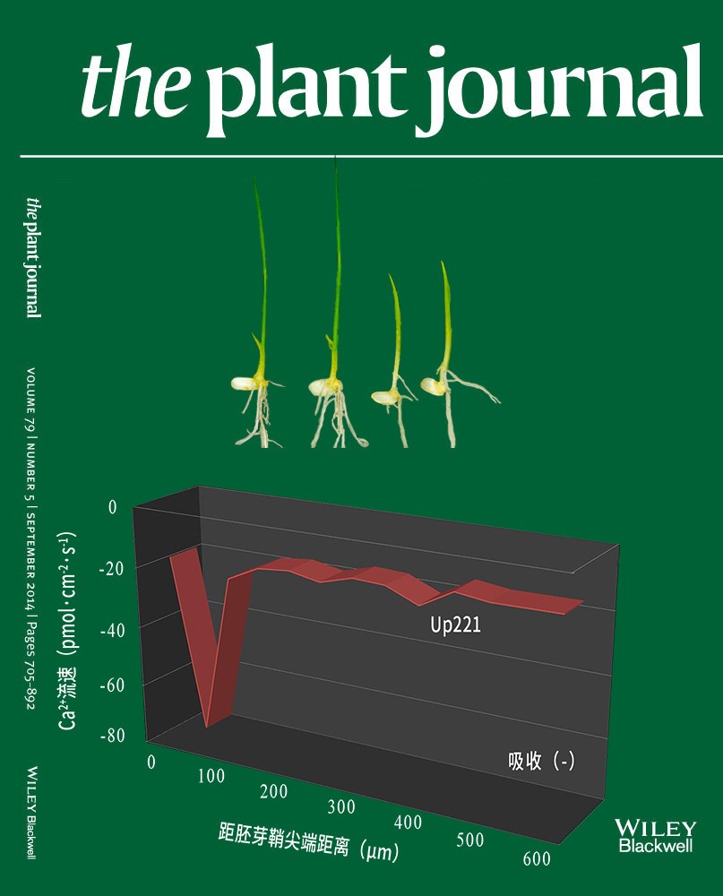 NMT鈣流為水稻OsCBL10啟動子變異影響種子耐淹力提供證據(jù)