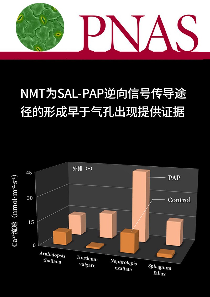 NMT為SAL-PAP逆向信號傳導(dǎo)途徑的形成早于氣孔出現(xiàn)提供證據(jù)