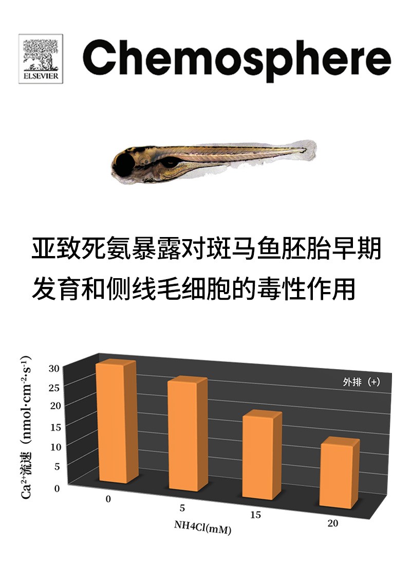 亞致死氨暴露對斑馬魚胚胎早期發(fā)育和側(cè)線毛細(xì)胞的毒性作用