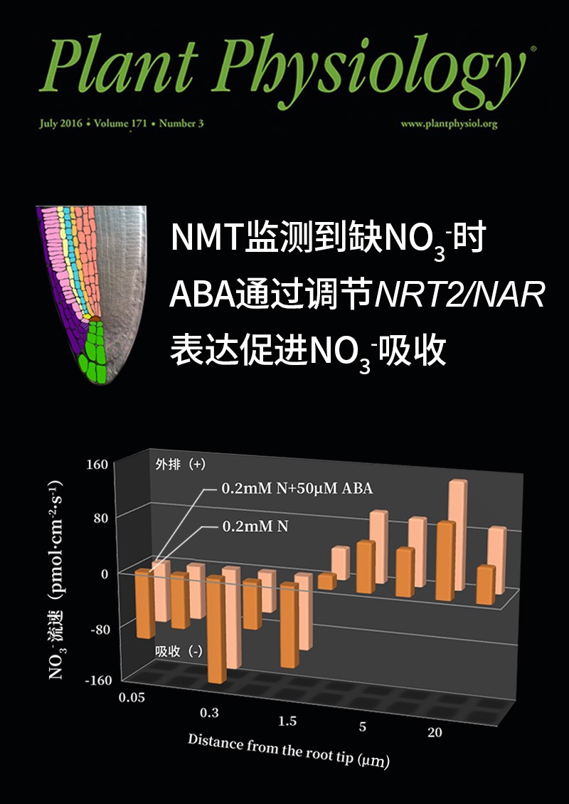 NMT監(jiān)測到缺NO3-時ABA通過調(diào)節(jié)NRT2/NAR表達(dá)促進(jìn)NO3-吸收
