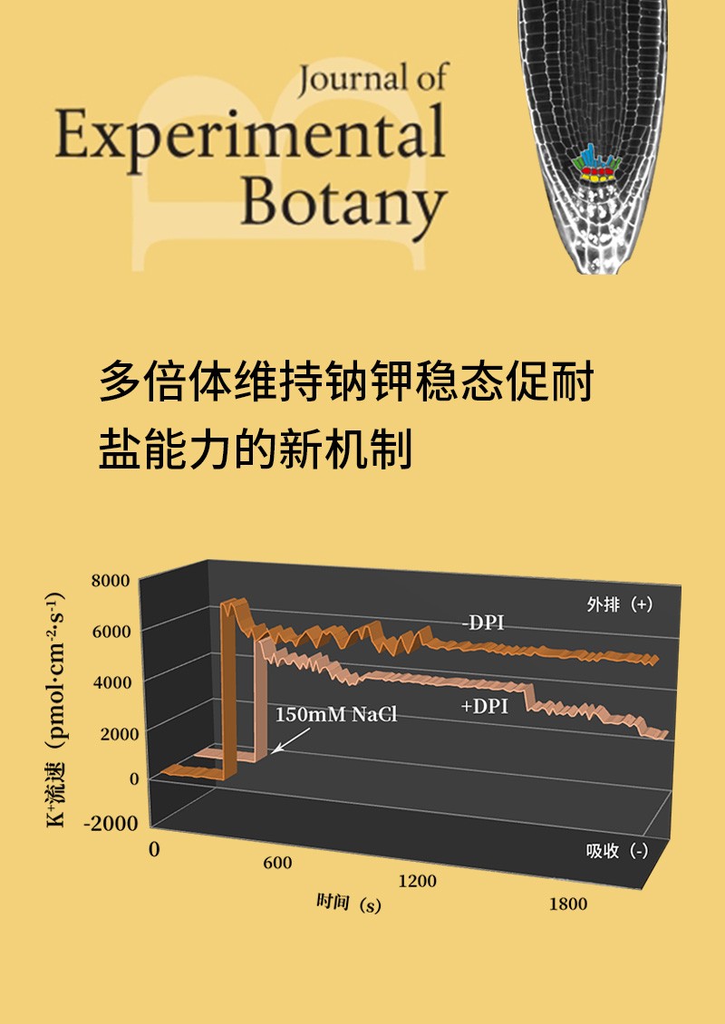 多倍體維持鈉鉀穩(wěn)態(tài)促耐鹽能力的新機(jī)制