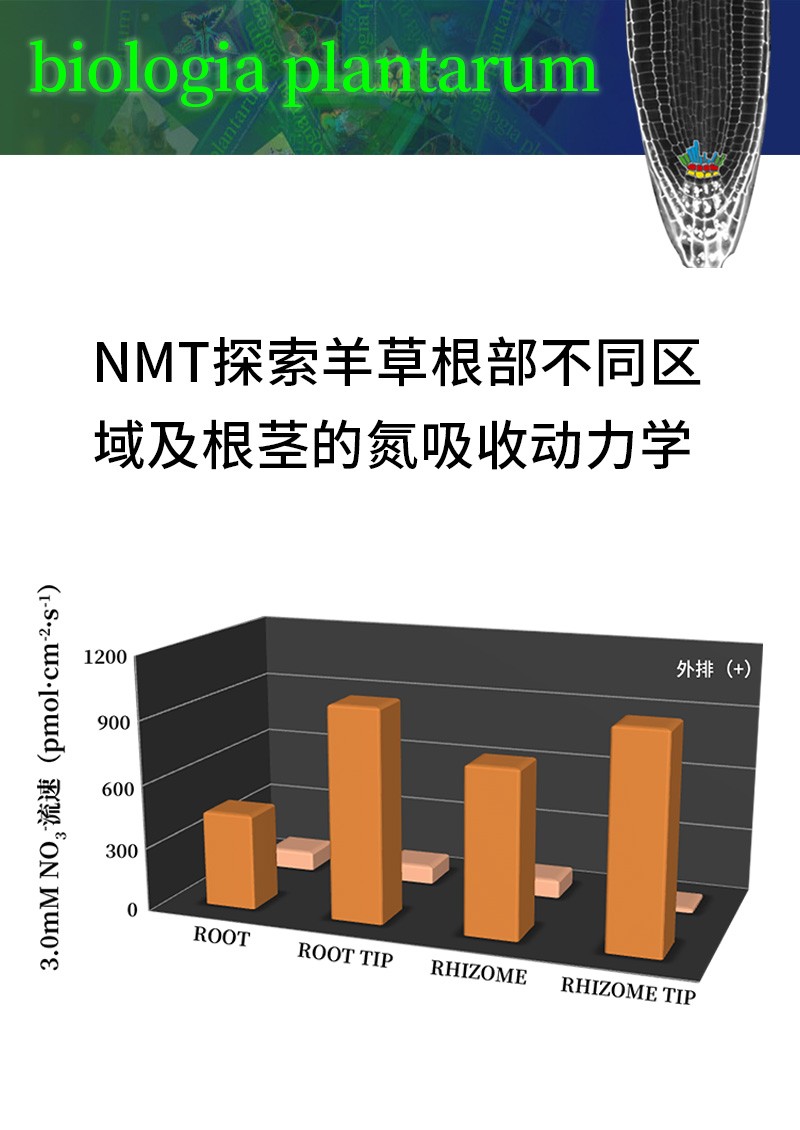 NMT探索羊草根部不同區(qū)域及根莖的氮吸收動力學(xué)