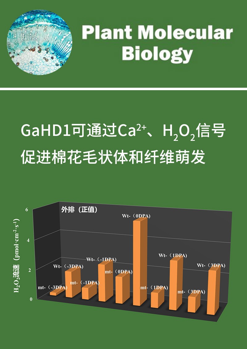 GaHD1可通過Ca2+、H2O2信號促進(jìn)棉花毛狀體和纖維萌發(fā)