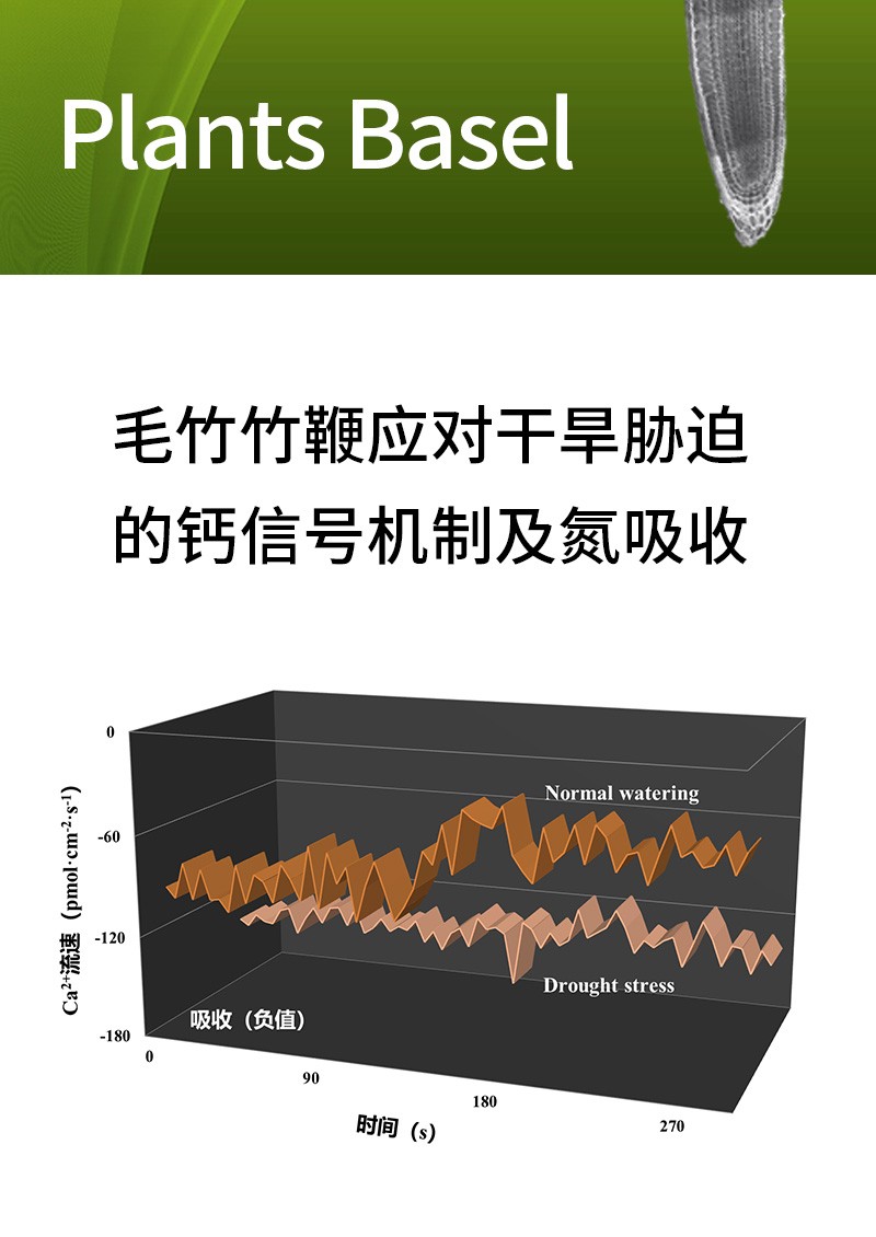 毛竹竹鞭應(yīng)對干旱脅迫的鈣信號機(jī)制及氮吸收