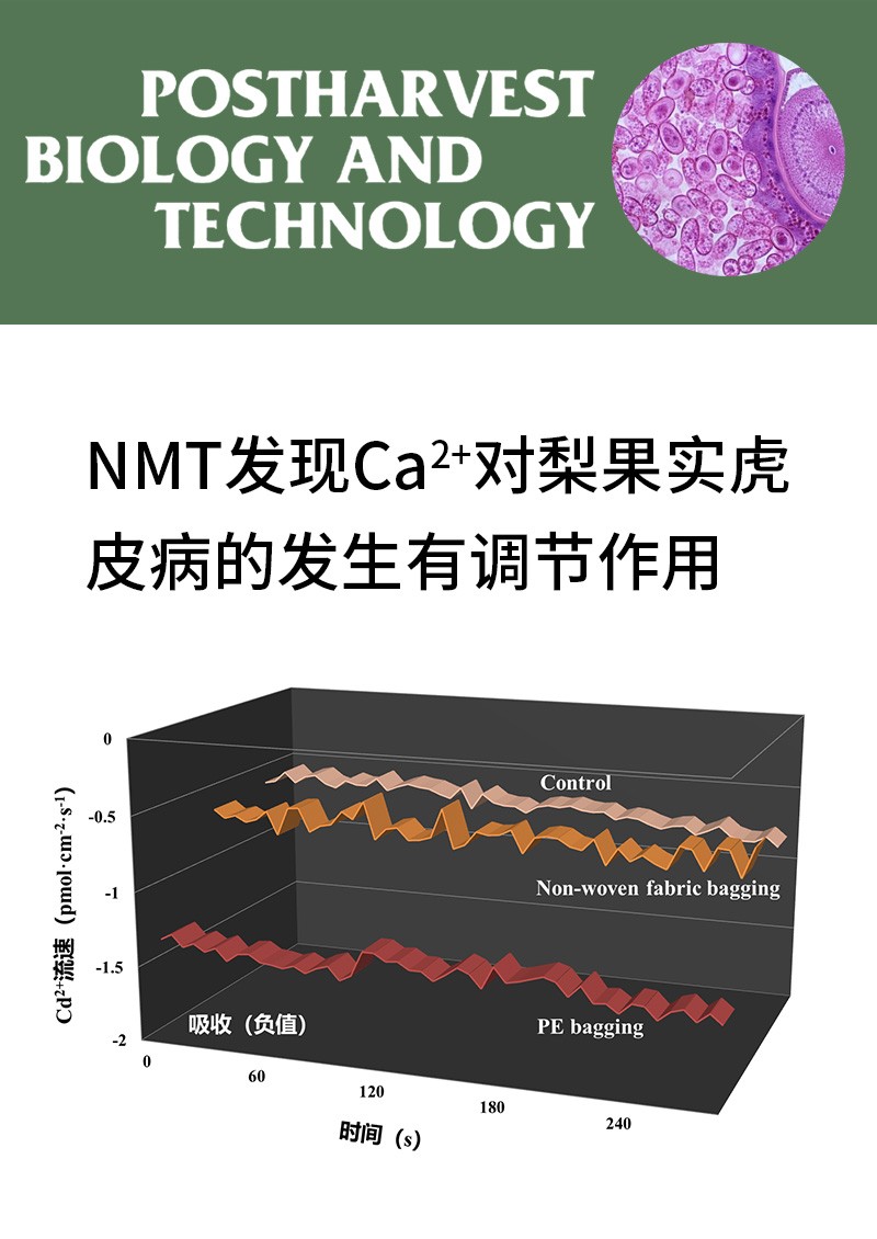 NMT發(fā)現(xiàn)Ca2+對梨果實虎皮病的發(fā)生有調(diào)節(jié)作用