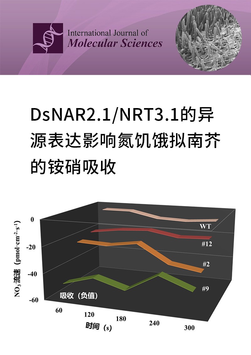 DsNAR2.1/NRT3.1的異源表達影響氮饑餓擬南芥的銨硝吸收