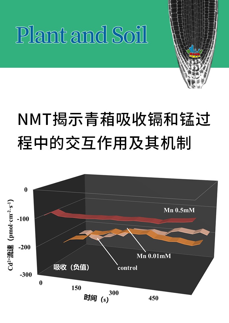 NMT揭示青葙吸收鎘和錳過程中的交互作用及其機制