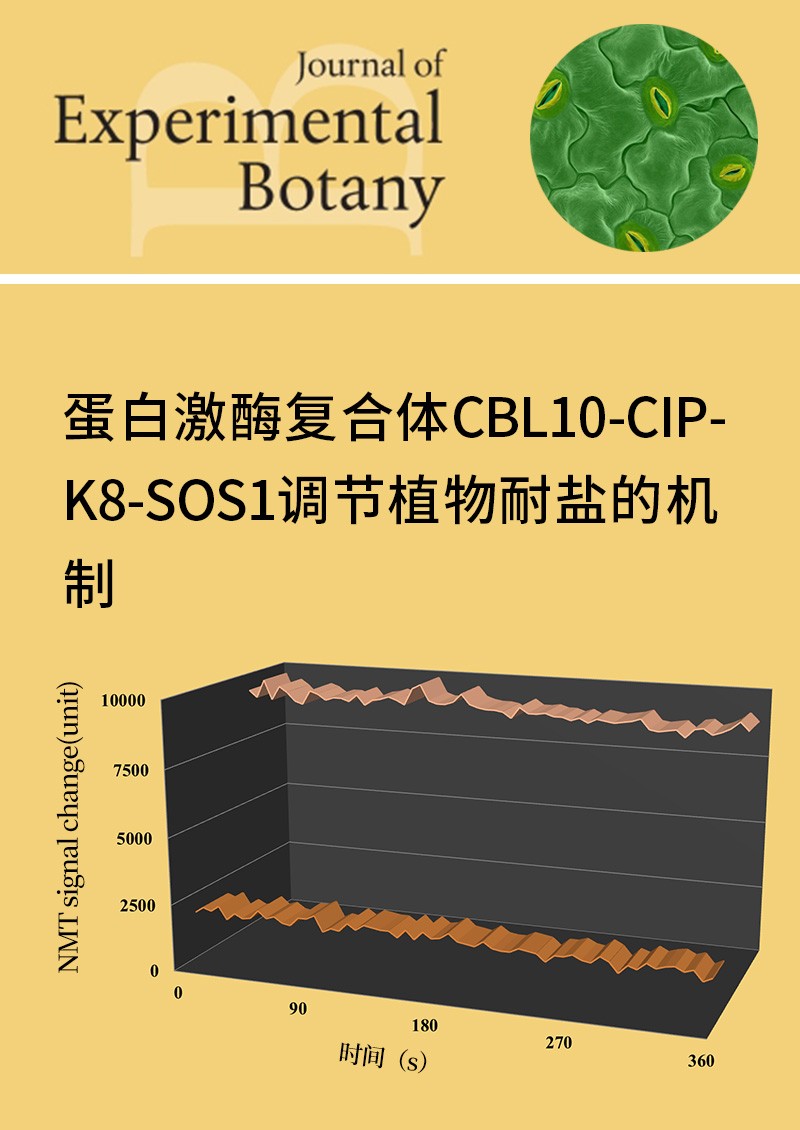 蛋白激酶復(fù)合體CBL10-CIPK8-SOS1調(diào)節(jié)植物耐鹽的機制