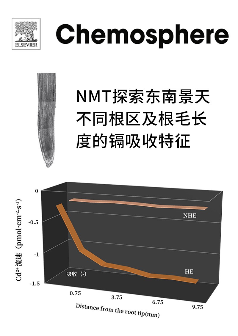 NMT探索東南景天不同根區(qū)及根毛長度的鎘吸收特征