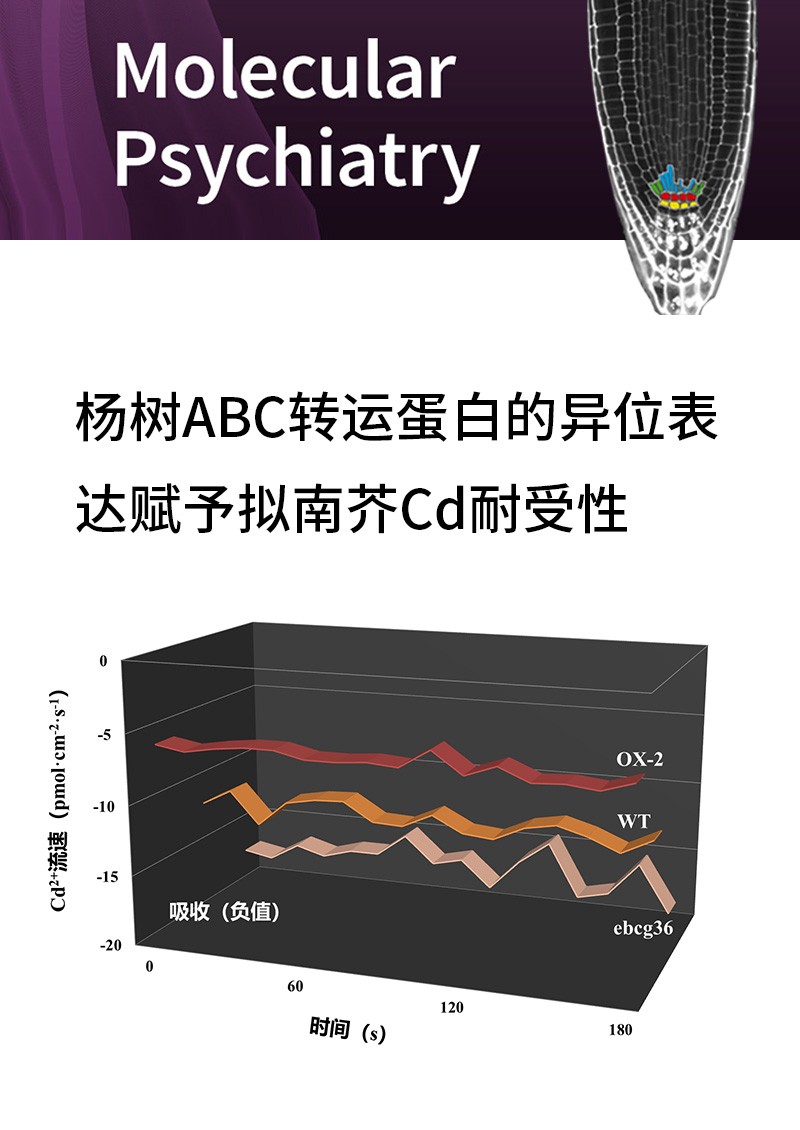 楊樹ABC轉(zhuǎn)運蛋白的異位表達(dá)賦予擬南芥Cd耐受性